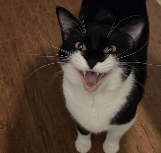 Photo of Batcat