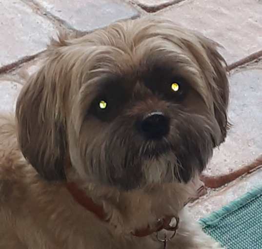 Photo of Chewy