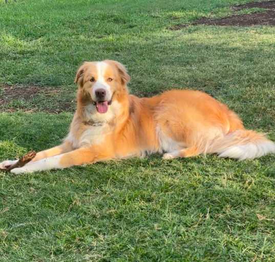 Photo of Toby