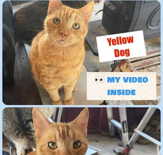 Photo of Yellow Dog *Cyd