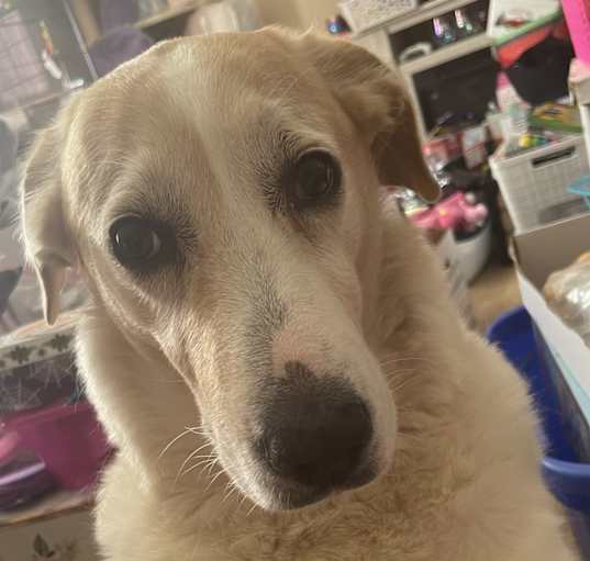 Photo of Jolene