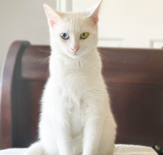 Photo of Frankie