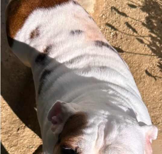 Photo of Honey