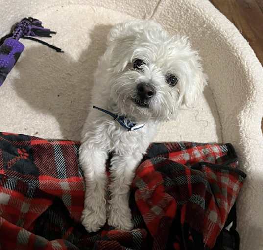Photo of Snowball