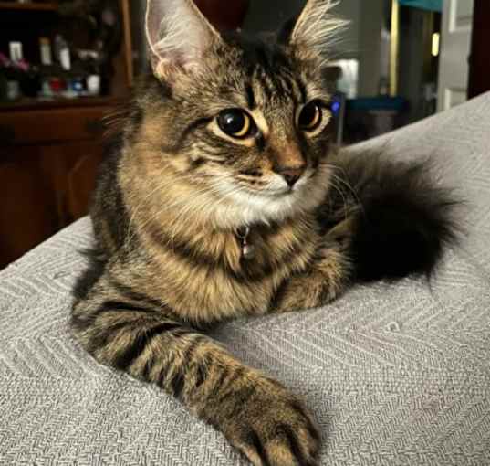 Photo of Hadley