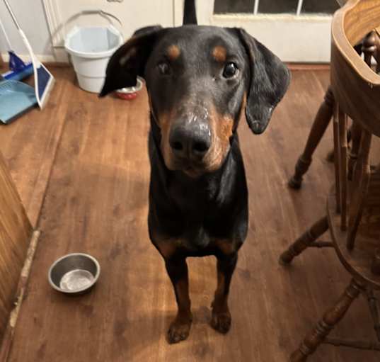 Photo of Brownie
