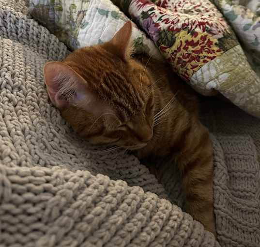Photo of Biscuit
