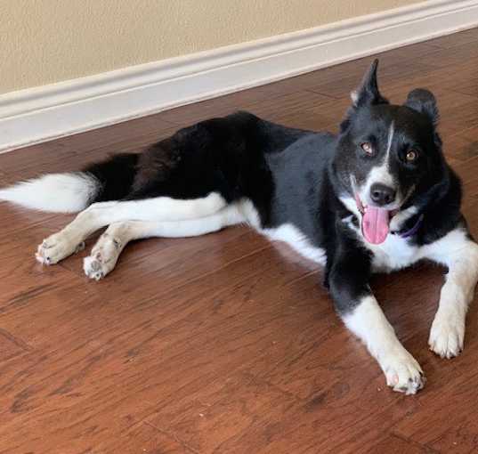 Photo of Millie