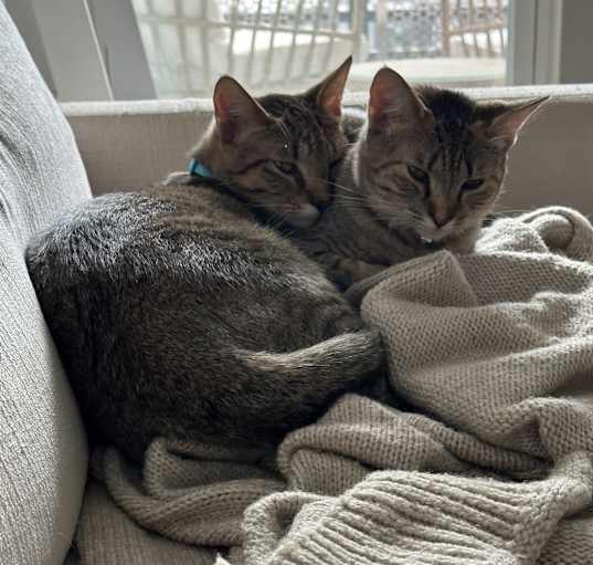 Photo of Nitro & Nitrous