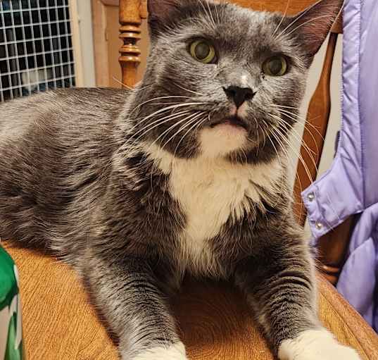 Photo of Phluffy