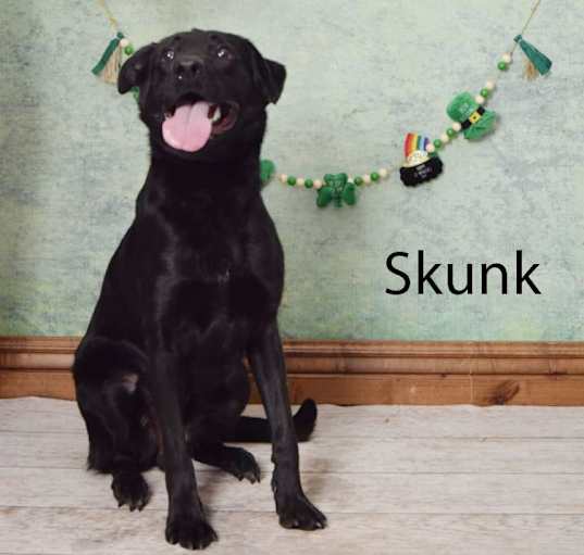 Photo of Skunk