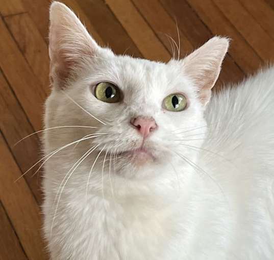 Photo of Nieve (snow angel)