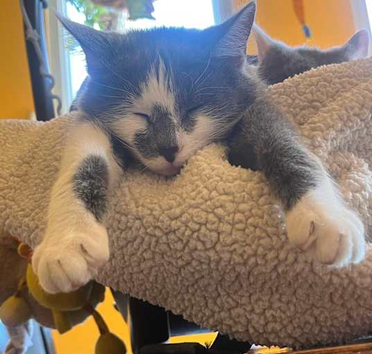 Photo of Lulu
