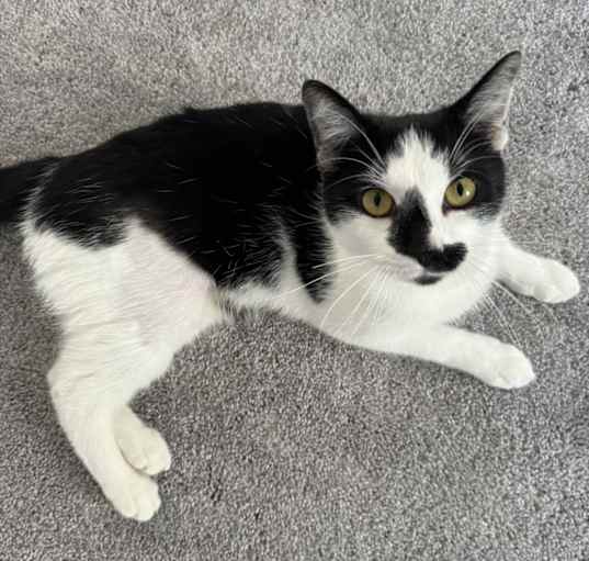 Photo of Smudge