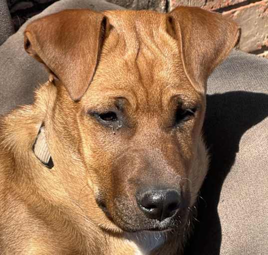 Photo of Ginger