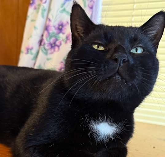 Photo of Shadow