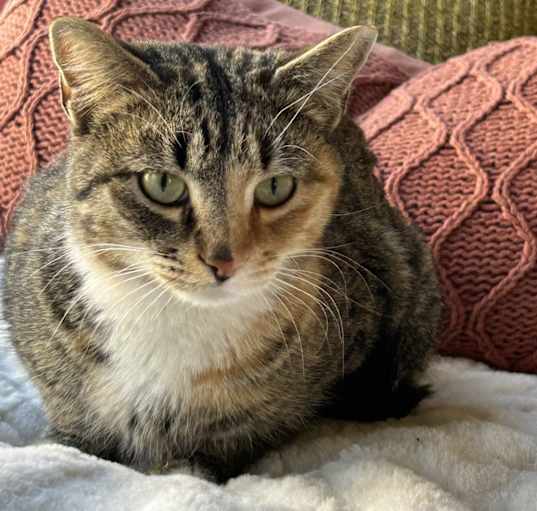 Photo of Cinnamon