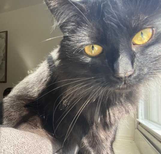Photo of Onyx