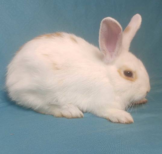 Photo of Kingston