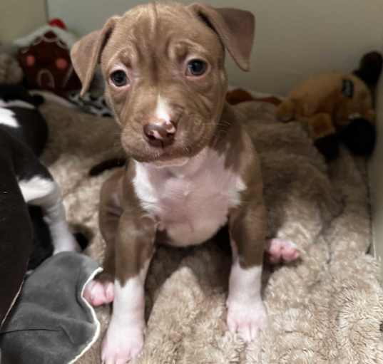 Photo of Daisy