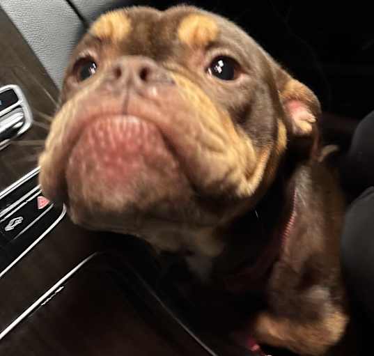 Photo of Shyla