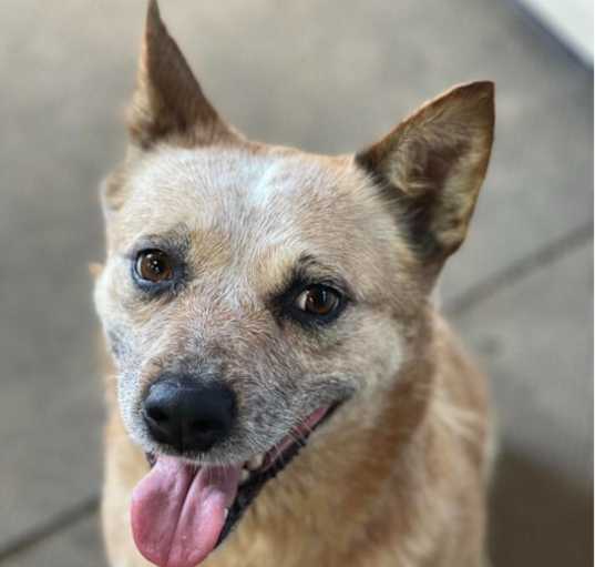 Photo of ACD Godiva Red Heeler