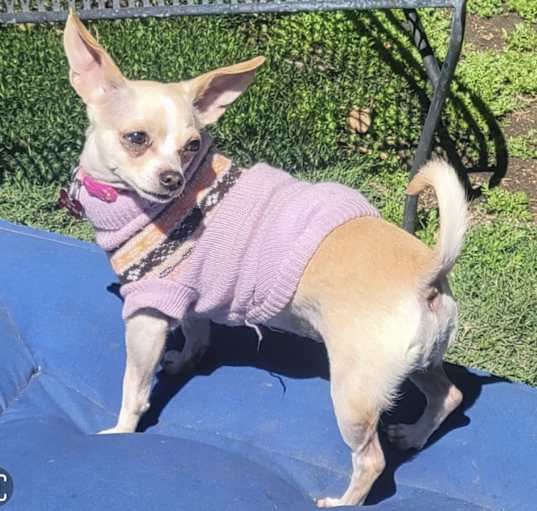Photo of TILLY