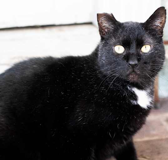 Photo of Rocky