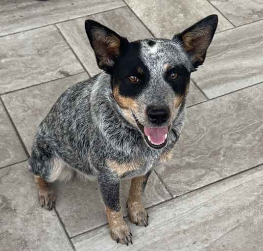 Photo of Blue