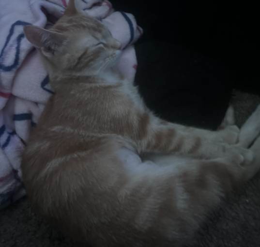 Photo of Cleo