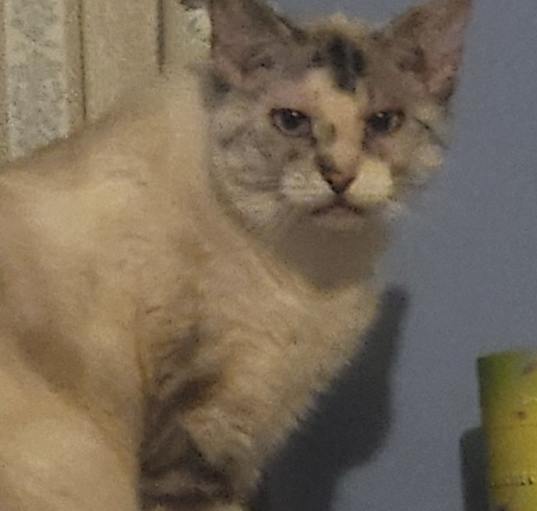 Photo of Jewel