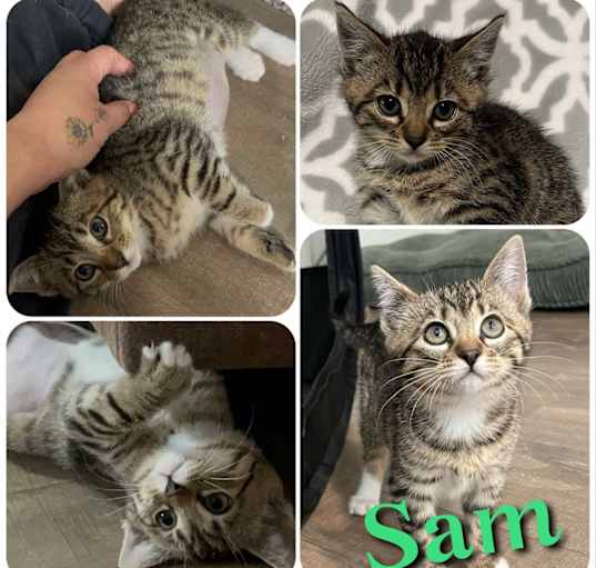 Photo of Sam