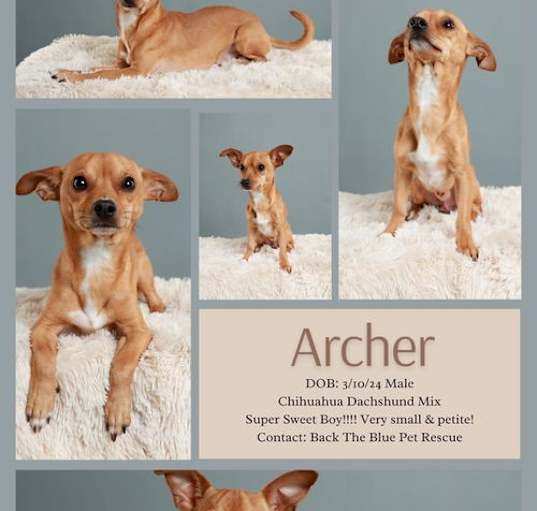 Photo of Archer