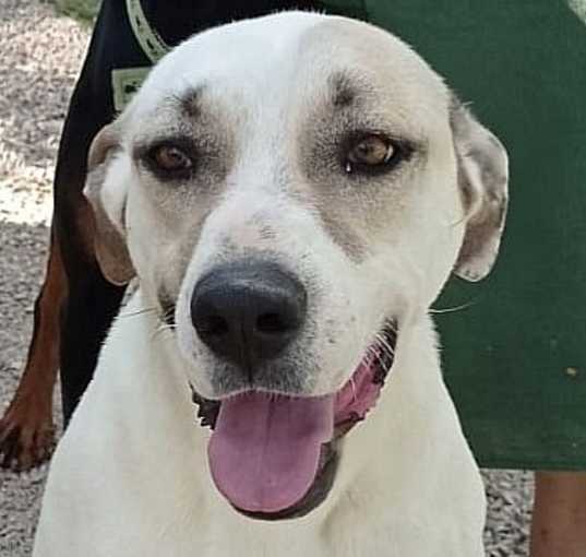 Photo of PRECIOUS (Turkey) kt