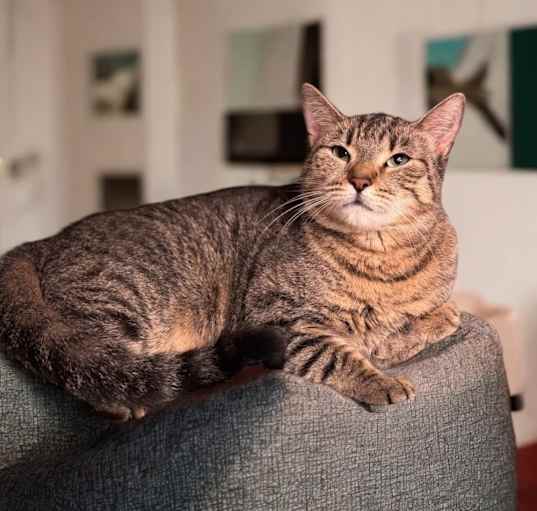 Photo of Tigerlily