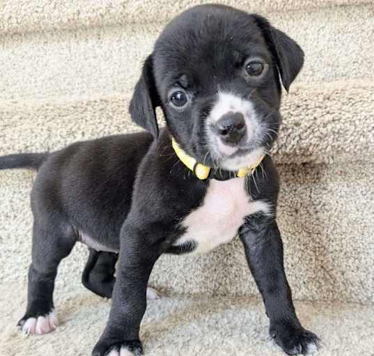 Photo of Honey