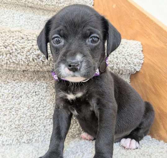 Photo of Oreo