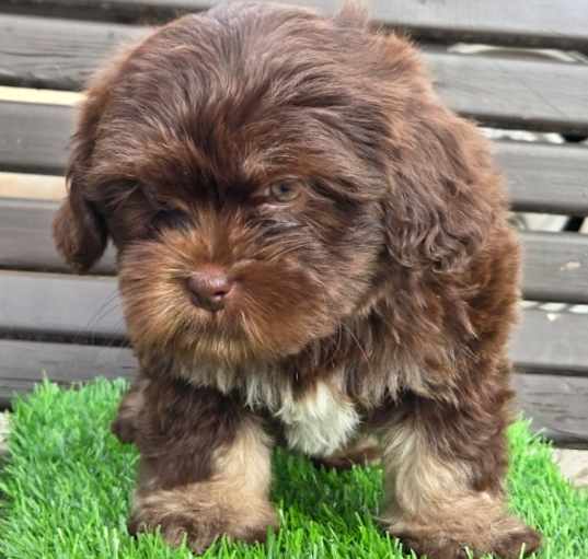Photo of Milo