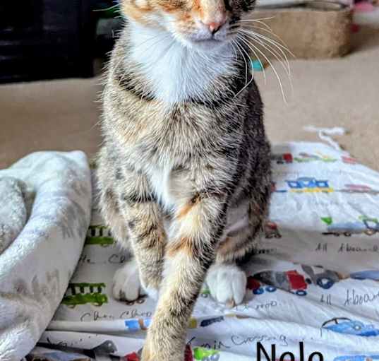Photo of Nala