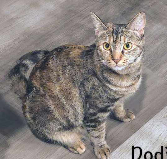 Photo of Dodie
