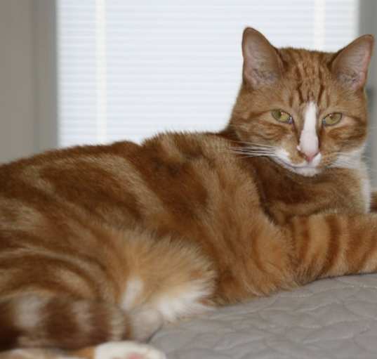 Photo of Heathcliff