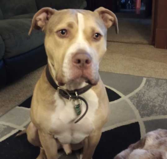 Photo of Loki