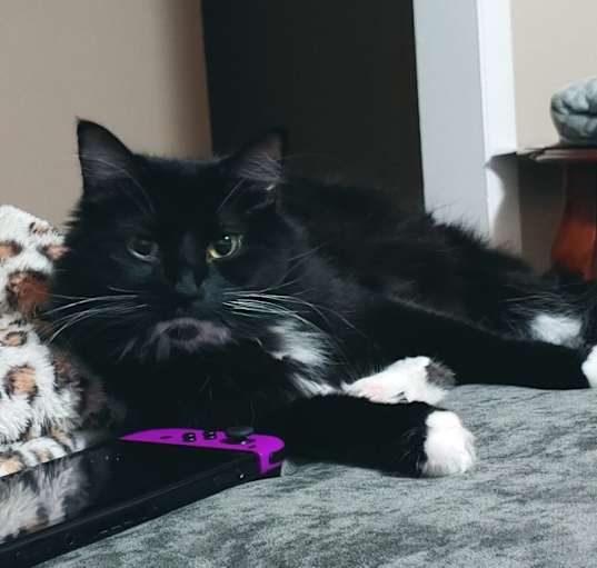 Photo of Thunder Cat