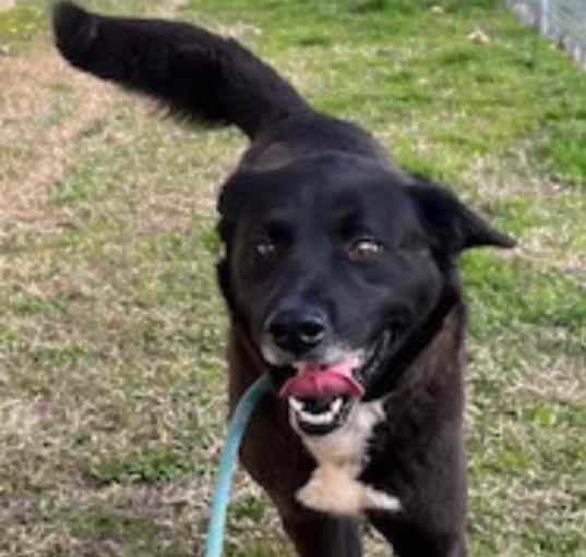 Photo of Pebbles URGENT !!!!