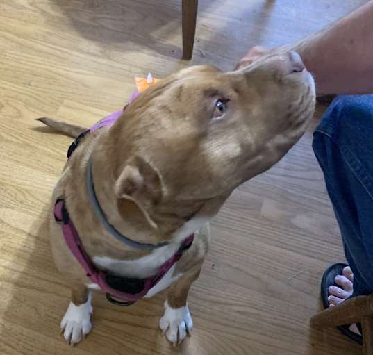 Photo of Gracie