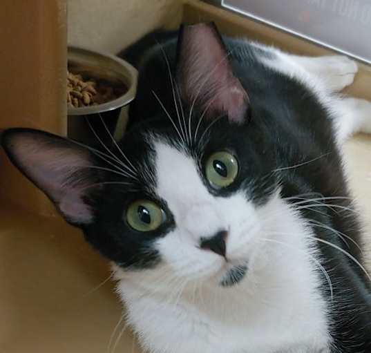 Photo of Scout