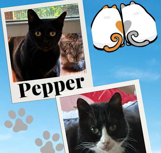 Photo of Bonded Pair Wanda and Pepper