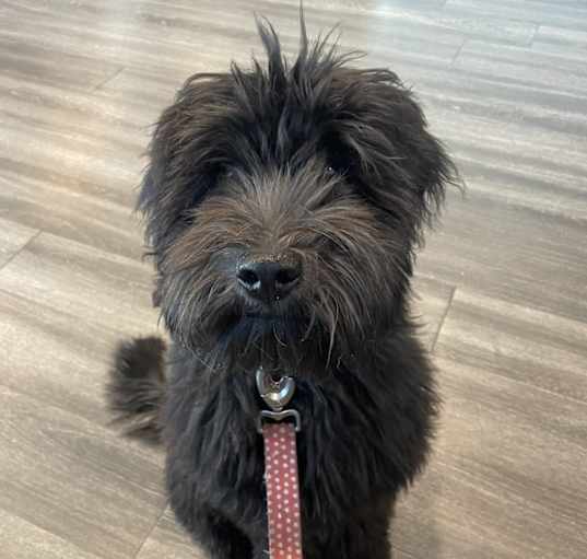 Photo of Auggie