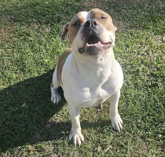 Photo of Goose