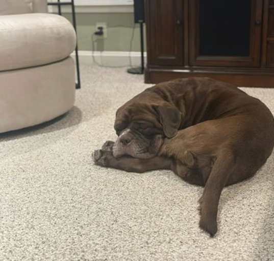 Photo of Moose (Mastiff)